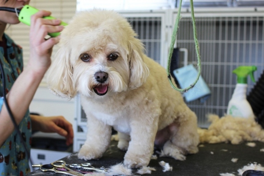 Questions To Consider While Conducting Market Research For Your New Pet Grooming Business